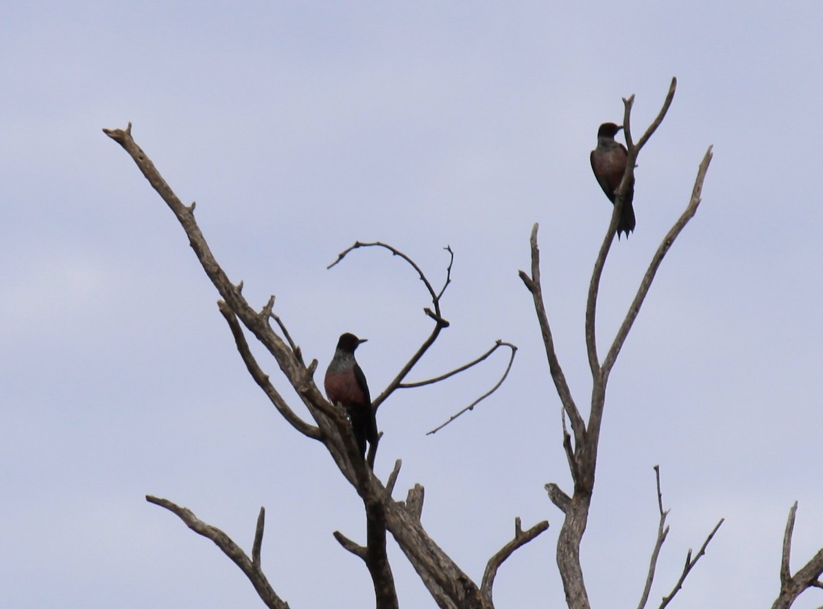 Lewis's Woodpecker - ML645610419