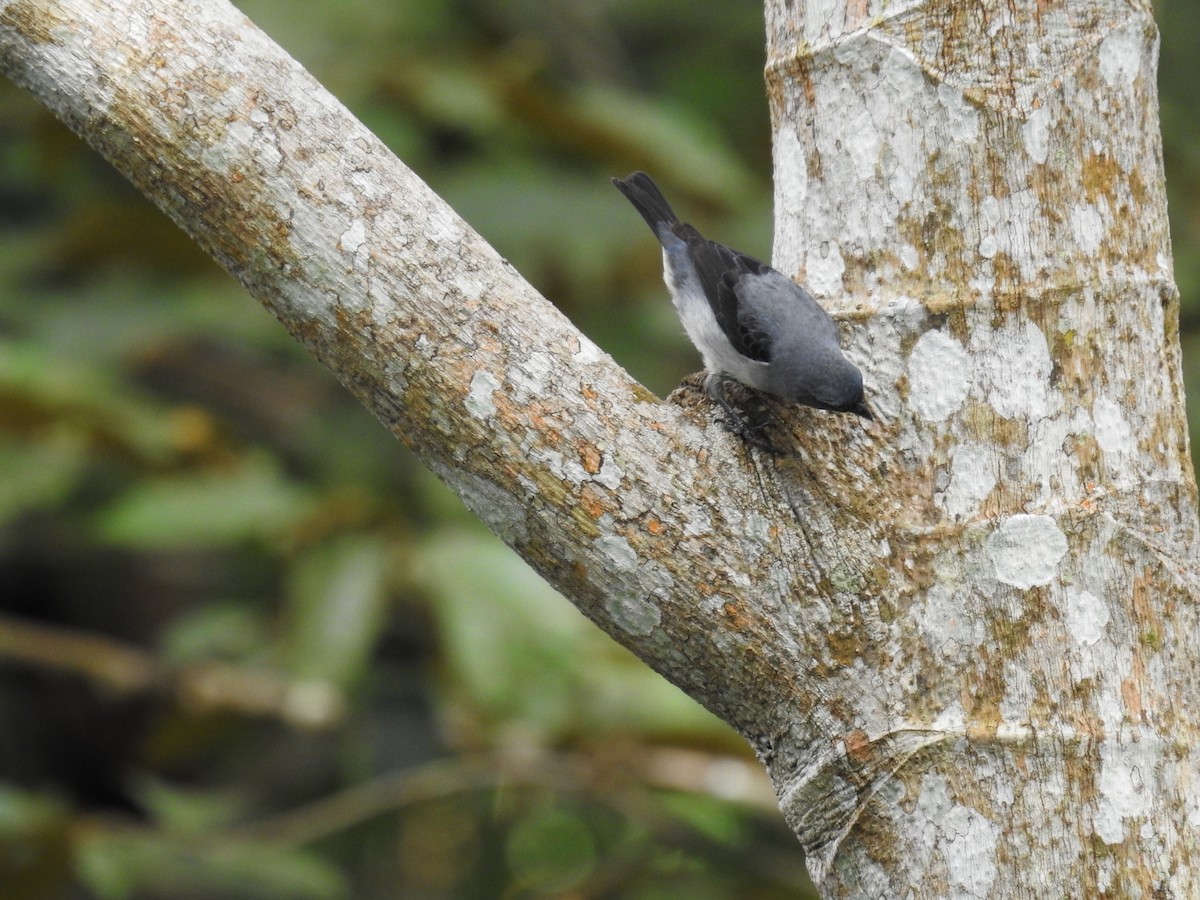 Plain-colored Tanager - ML645610428
