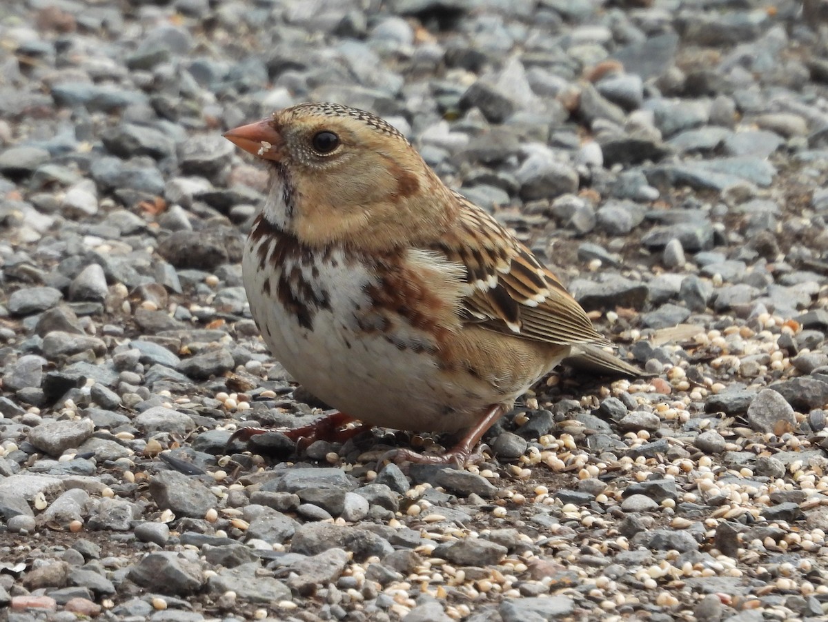 Harris's Sparrow - ML645610429
