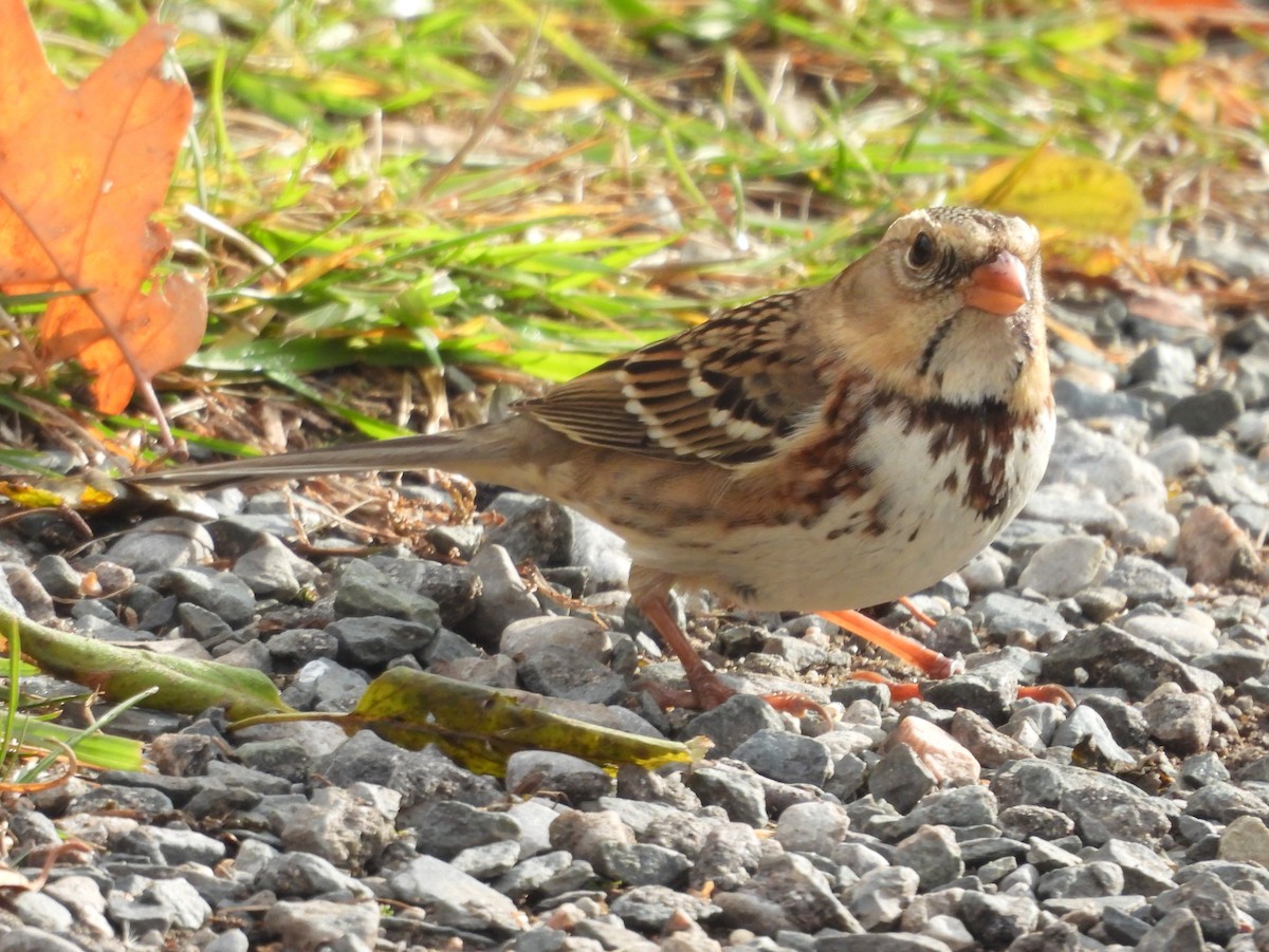 Harris's Sparrow - ML645610431