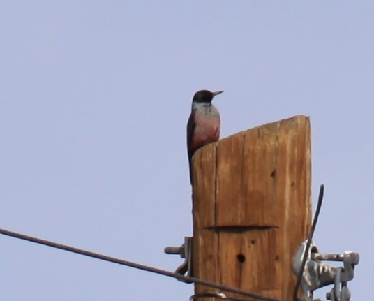 Lewis's Woodpecker - ML645610433