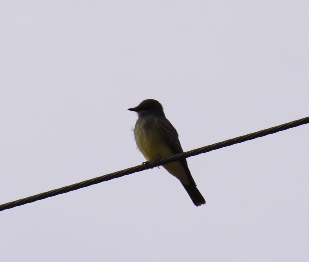 Cassin's Kingbird - ML645610443