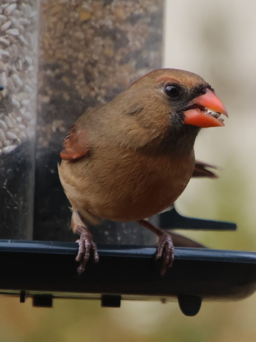 Northern Cardinal - ML645610451