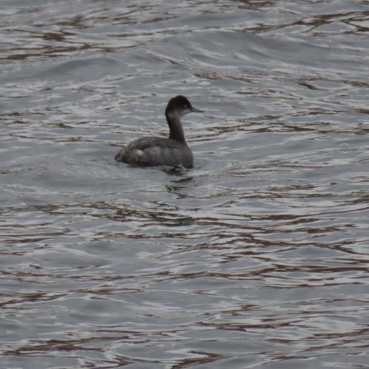 Schwarzhalstaucher - ML645610457