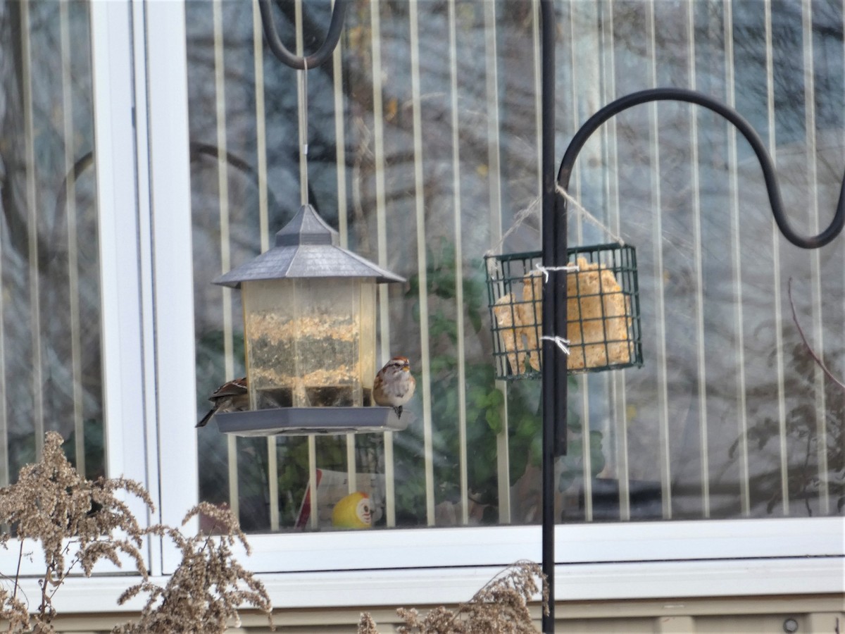 American Tree Sparrow - ML645610462