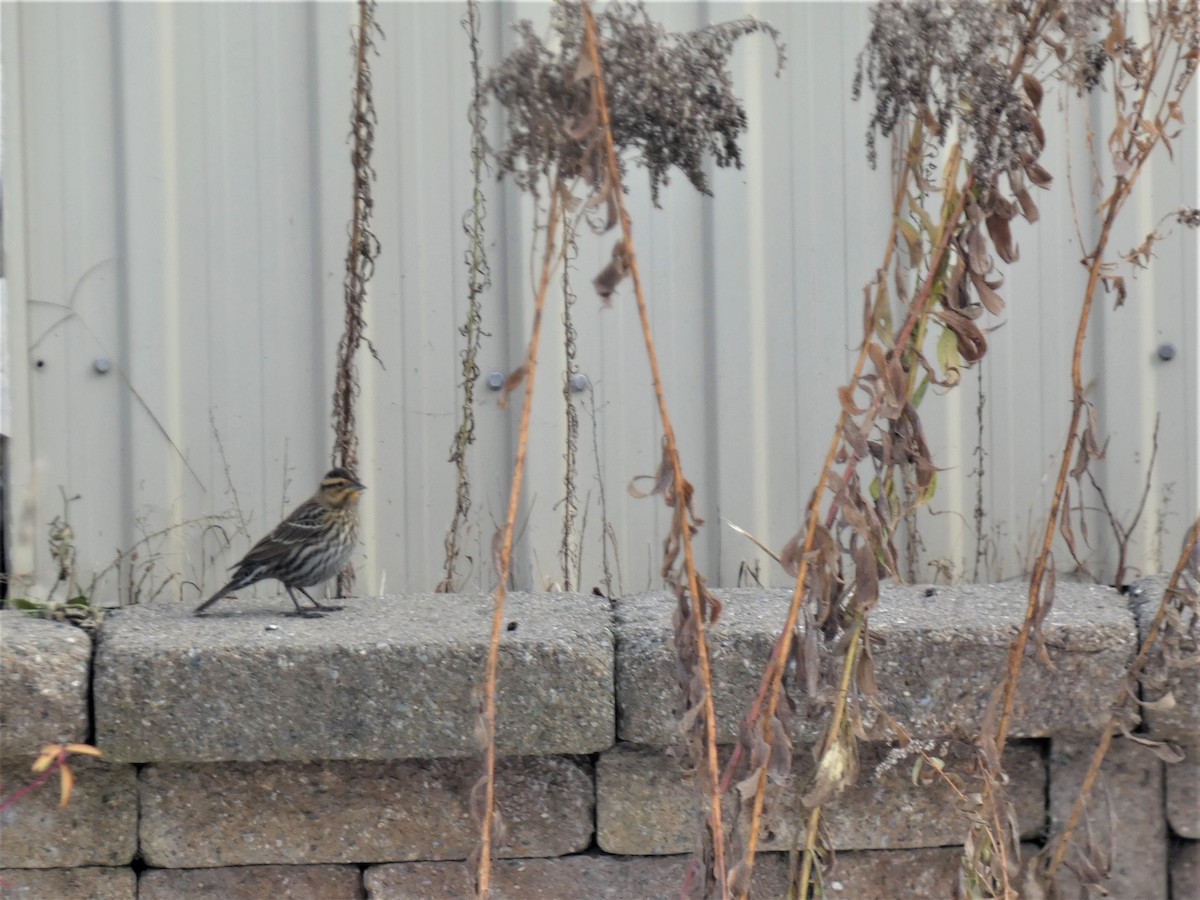 Red-winged Blackbird - ML645610467