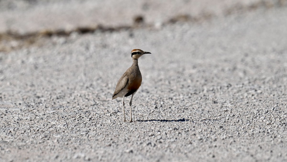 Temminck's Courser - ML645610471