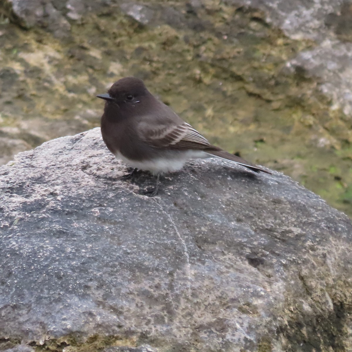 Black Phoebe - ML645610486