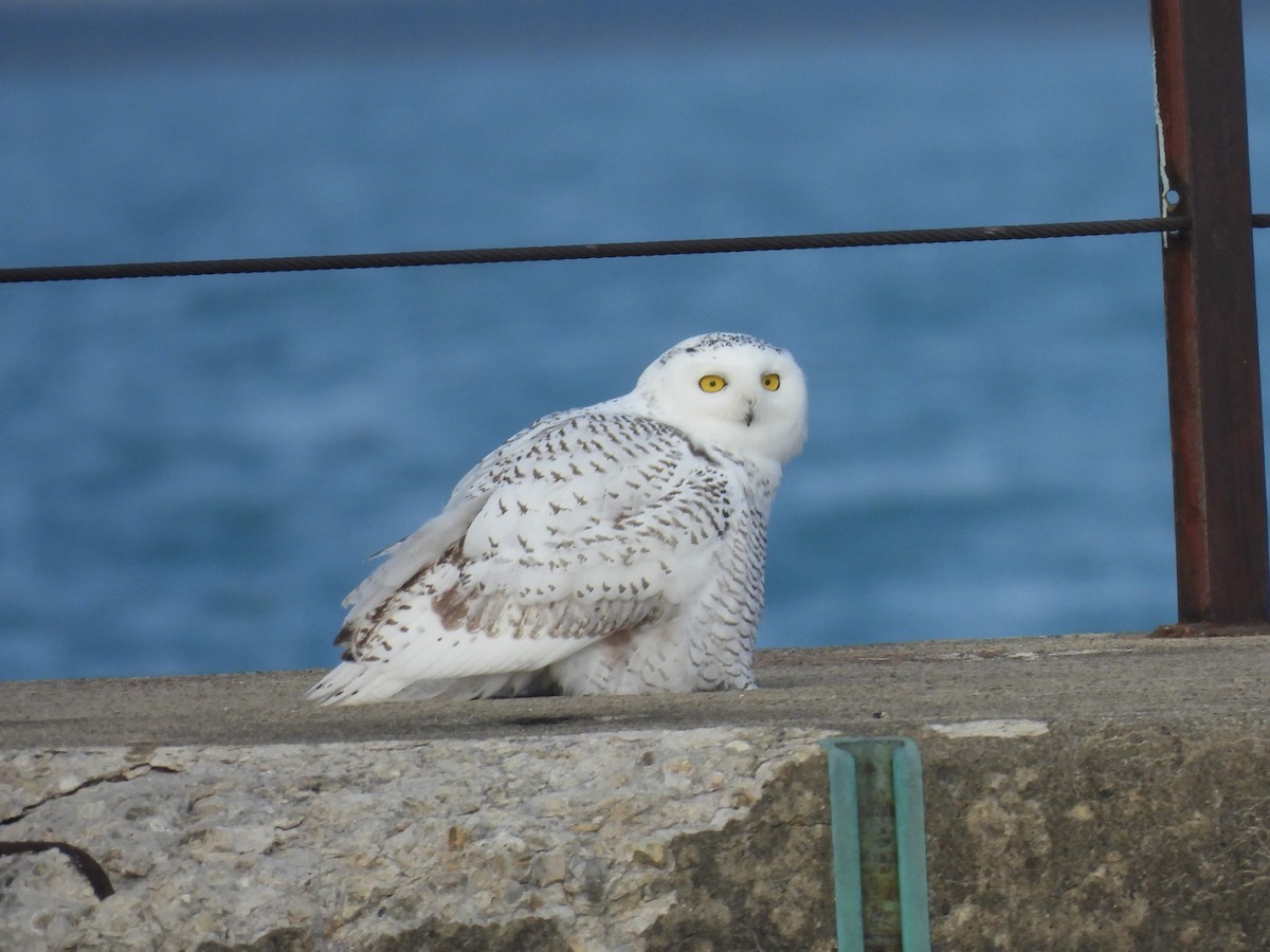 Snowy Owl - ML645610492