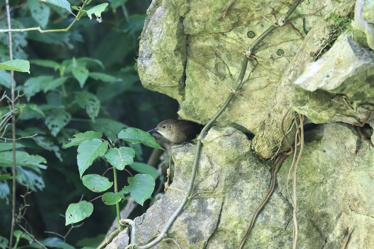 Nava's Wren - ML645610493