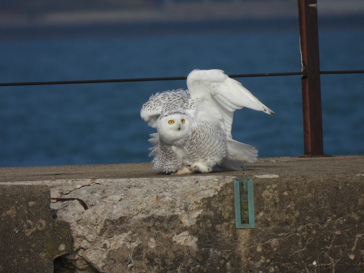 Snowy Owl - ML645610494
