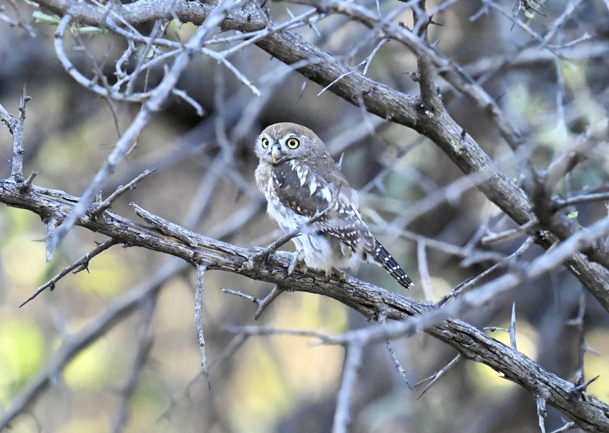 Pearl-spotted Owlet - ML645610495