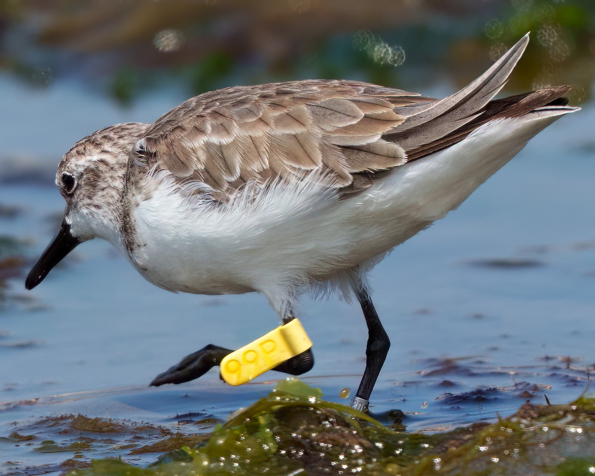 Semipalmated Sandpiper - ML645610505
