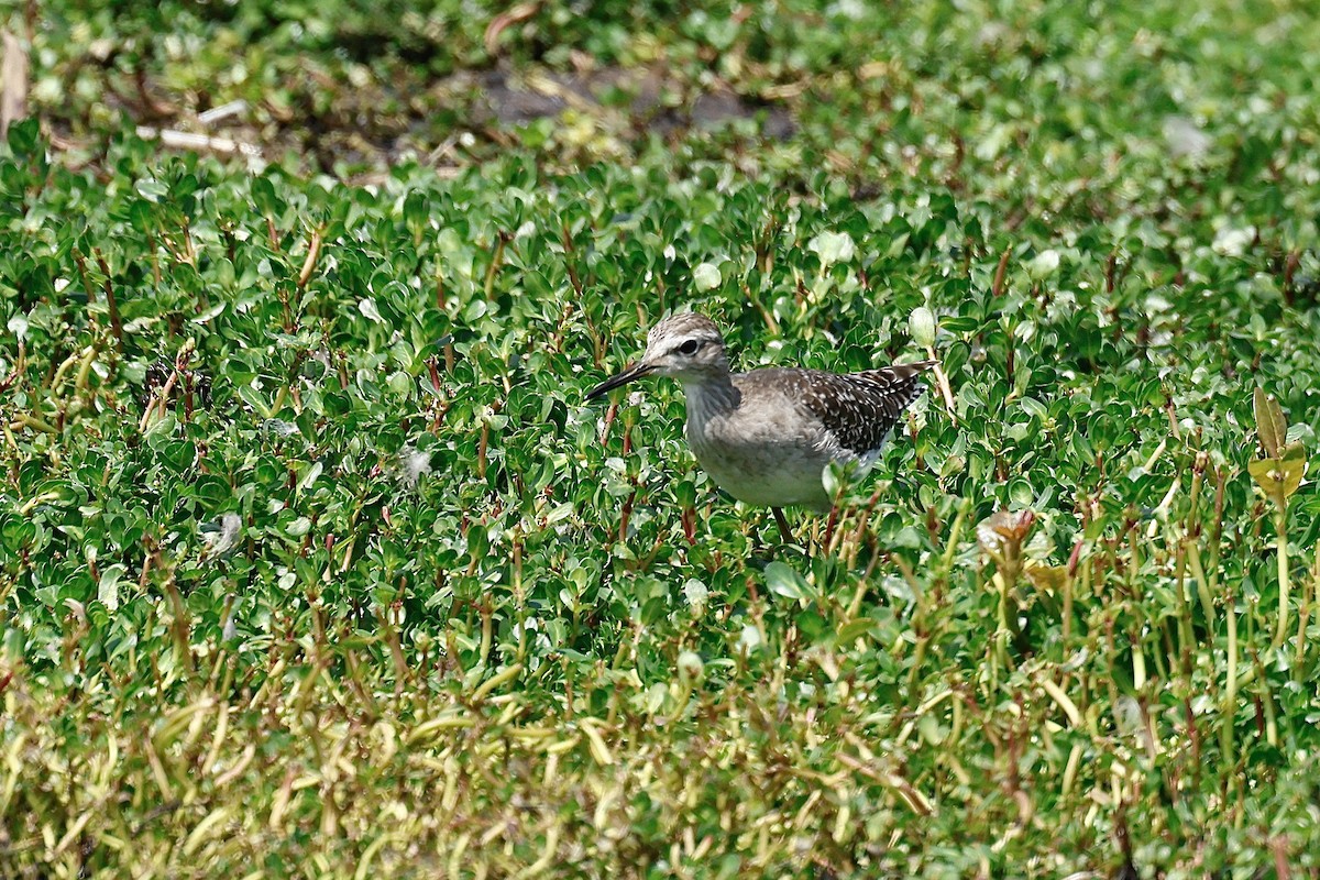 vodouš bahenní - ML645610538