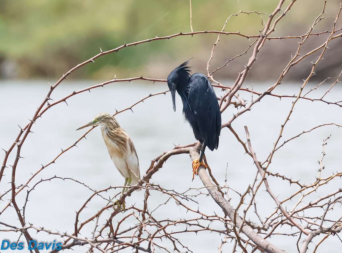 skyggehegre - ML645610539