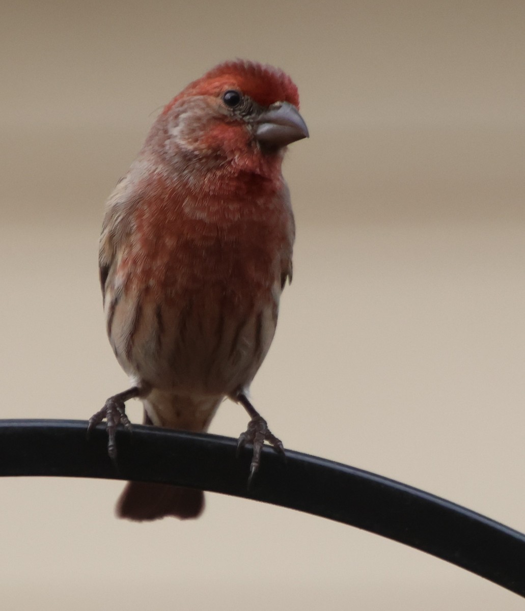 House Finch - ML645610540