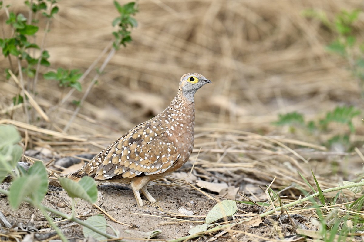 Рябок Берчелла - ML645610542