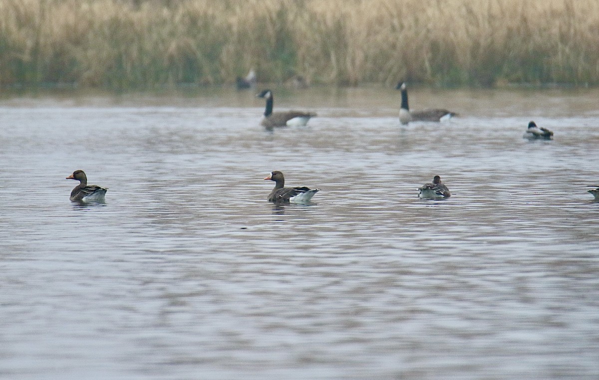 Greater White-fronted Goose - ML645610543