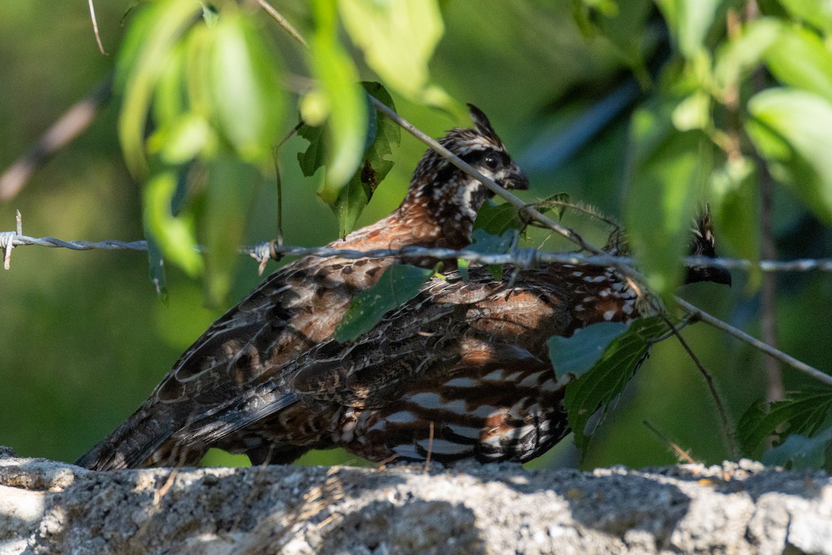Black-throated Bobwhite - ML645610544