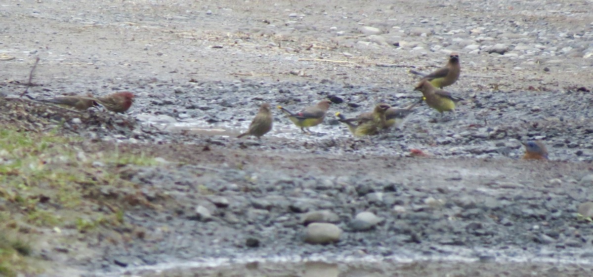 House Finch - ML645610570
