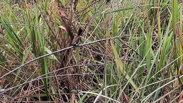 Sincora Antwren - ML645610572