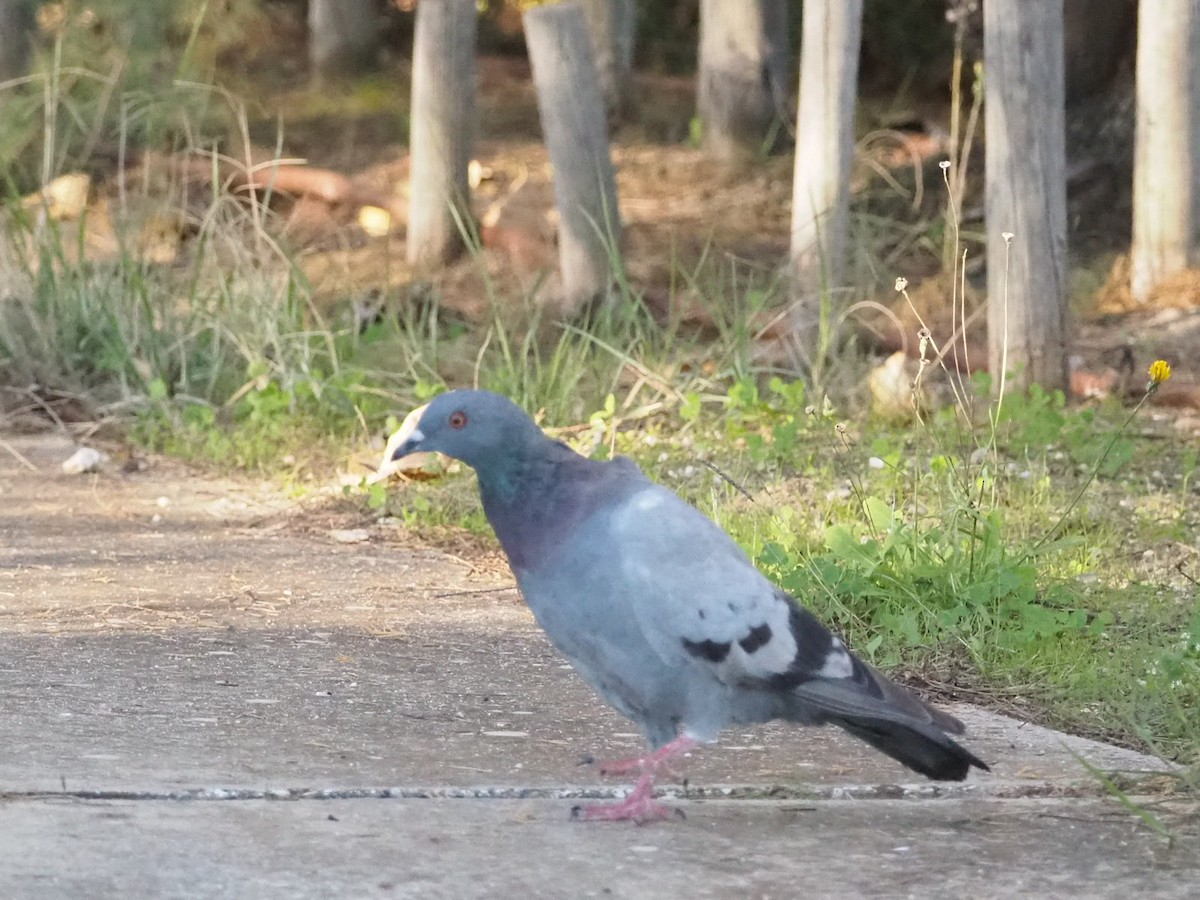 Rock Pigeon (Feral Pigeon) - ML645610584