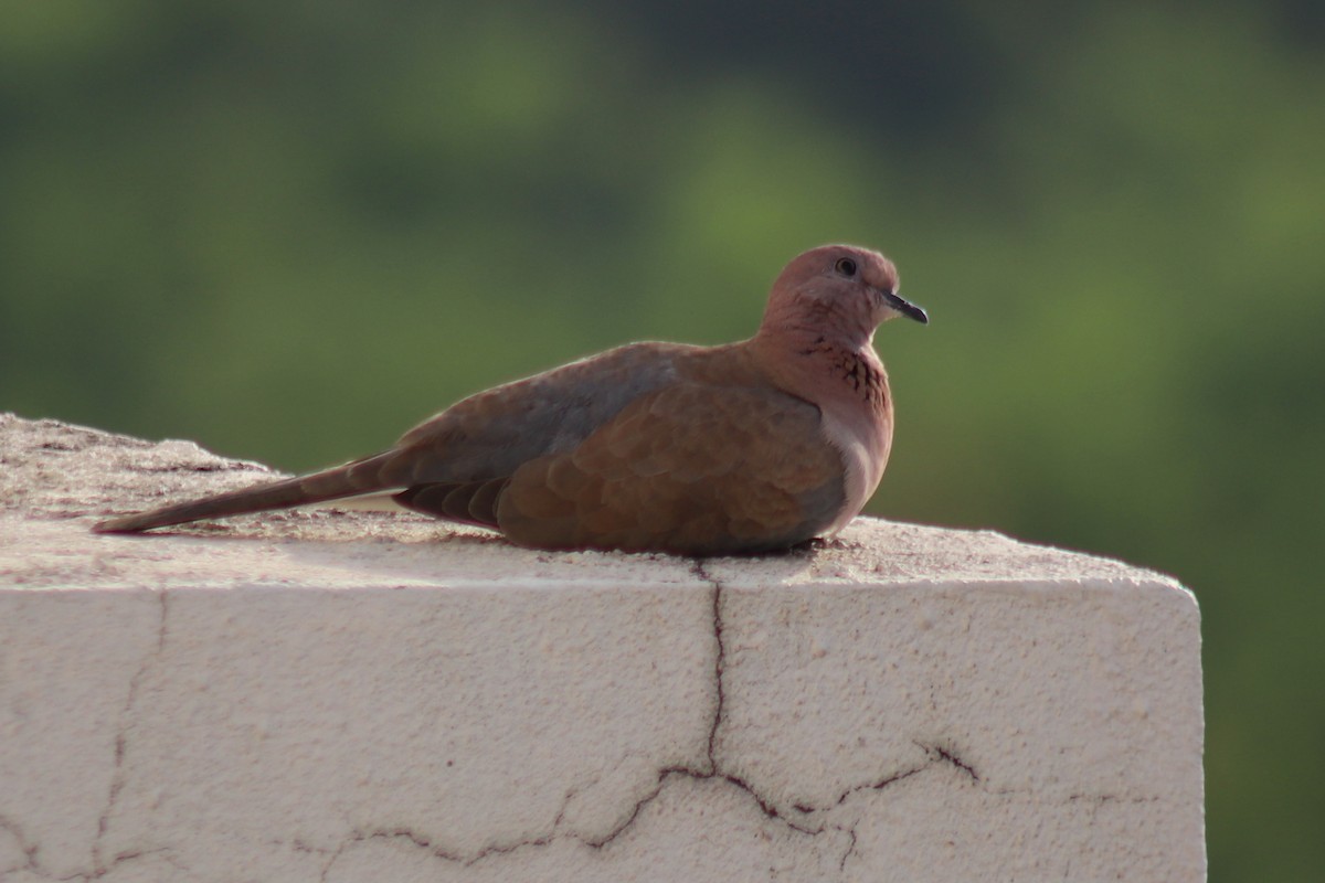 Laughing Dove - ML645610586