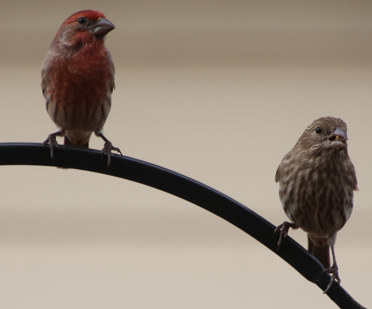 House Finch - ML645610593