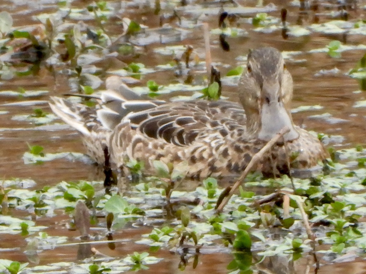 Northern Shoveler - ML645610595