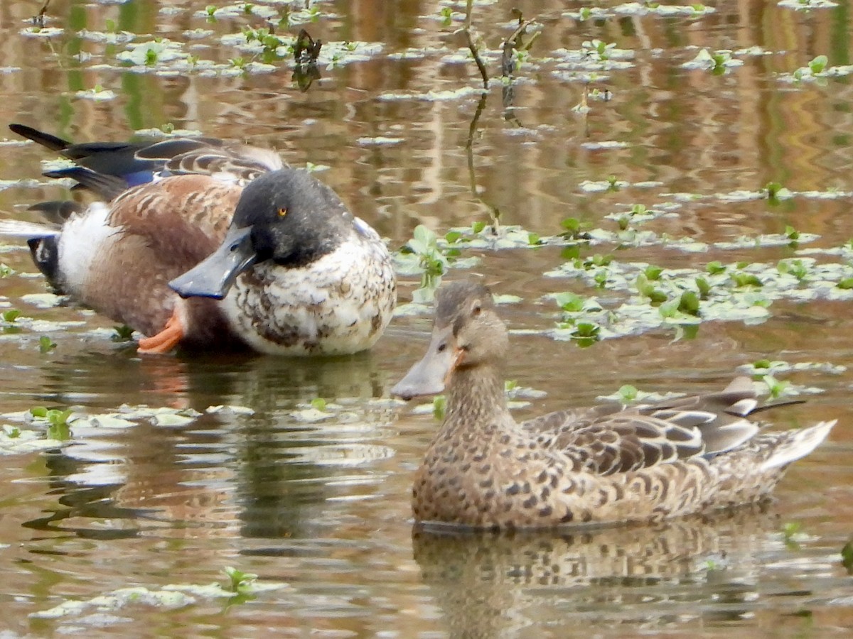 Northern Shoveler - ML645610597
