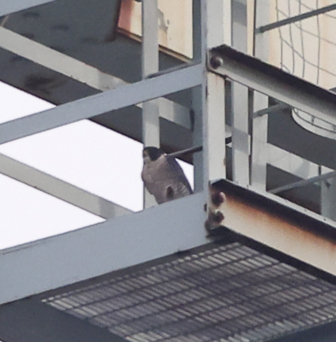 Peregrine Falcon - ML645610600