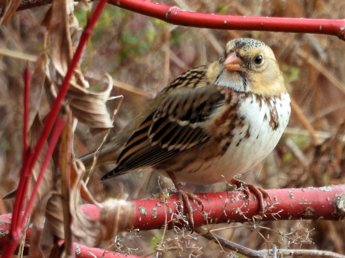 Harris's Sparrow - ML645610602