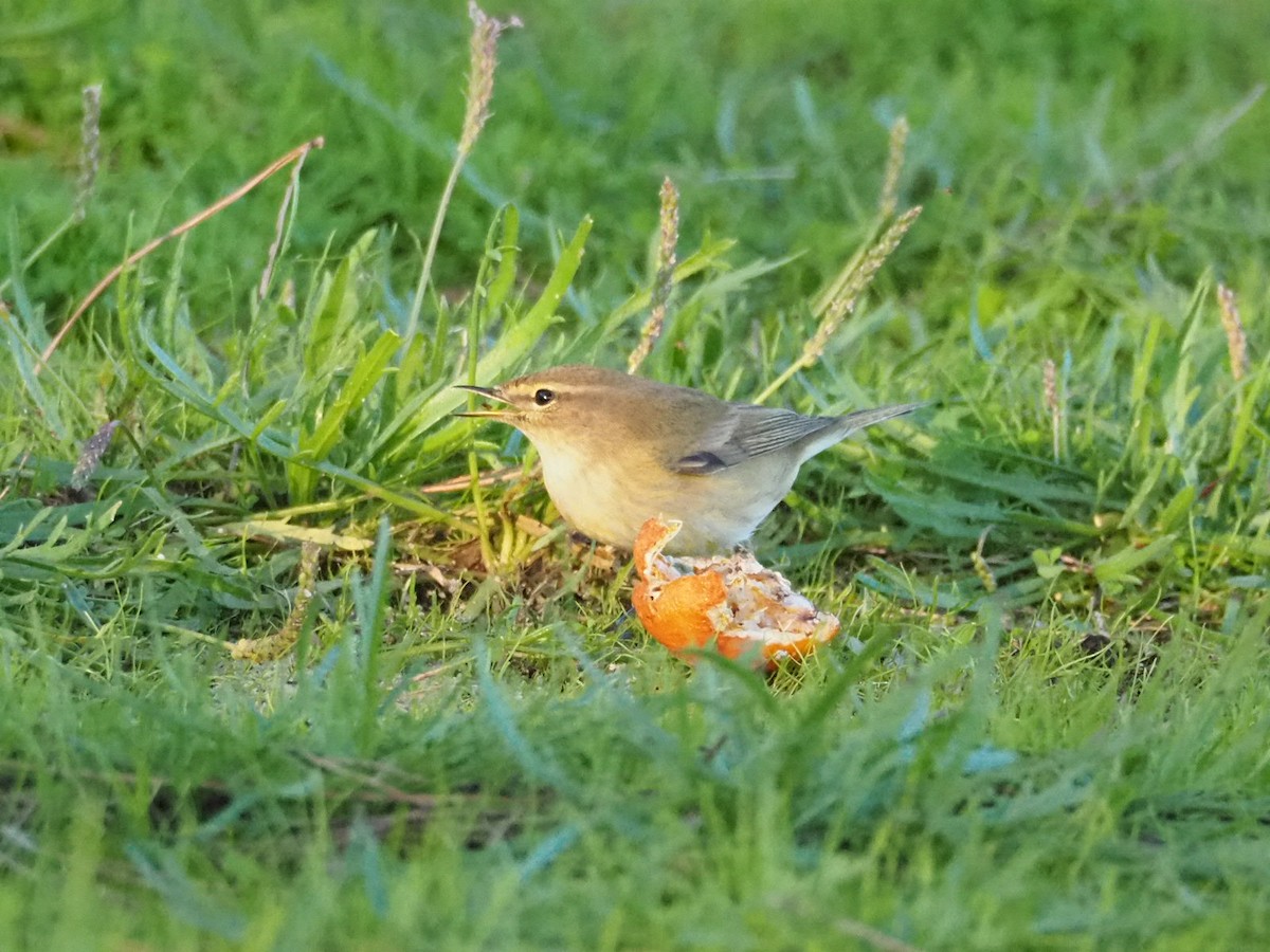 Common Chiffchaff - ML645610603