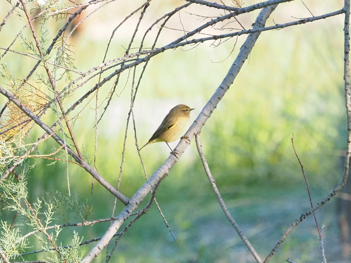 Common Chiffchaff - ML645610605