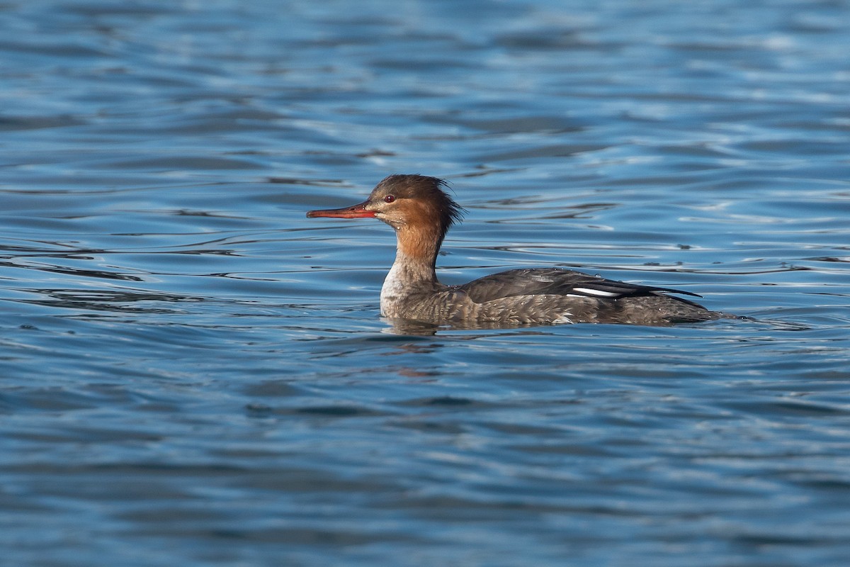Red-breasted Merganser - ML645610606