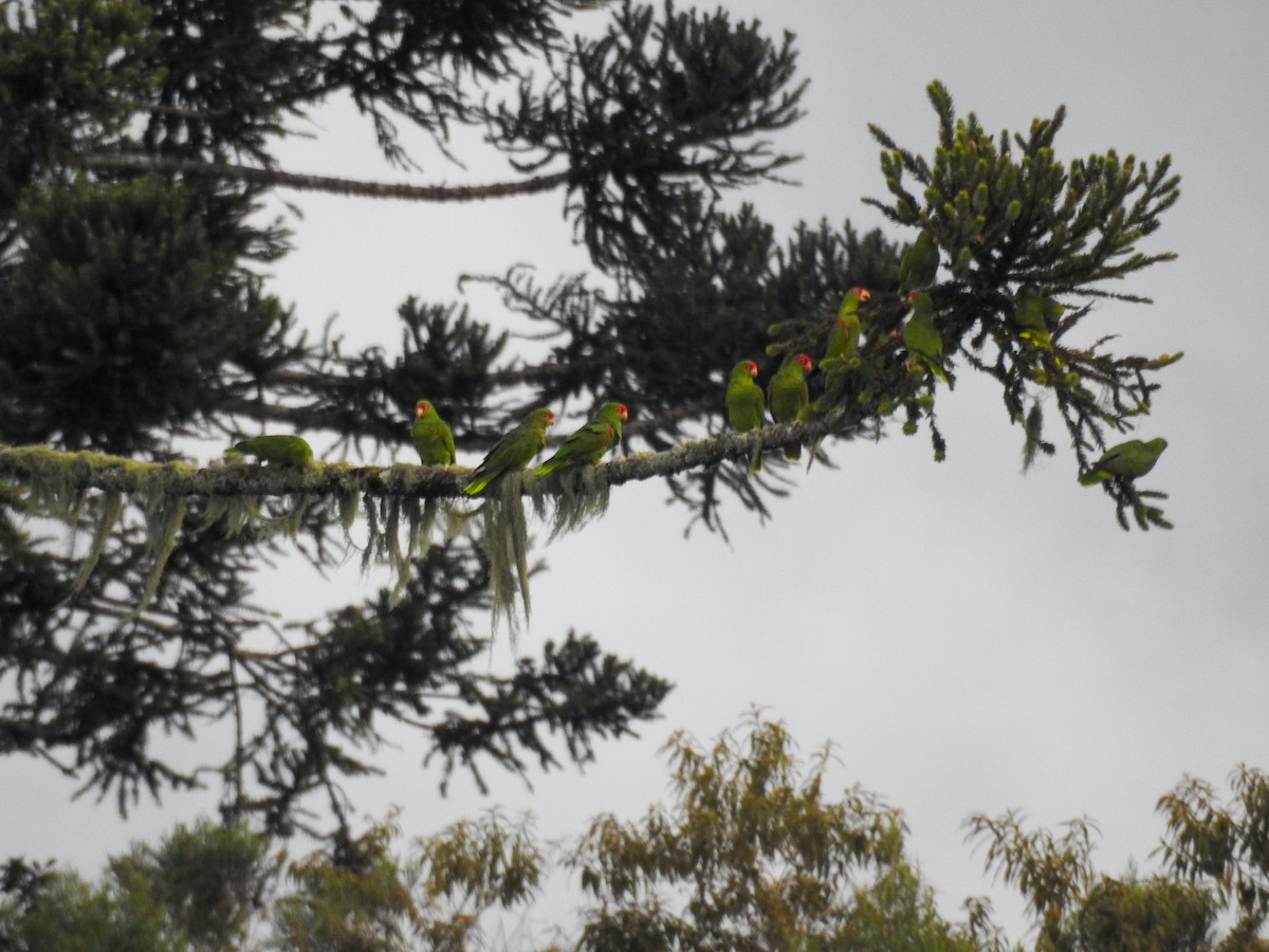 Red-spectacled Amazon - ML645610608