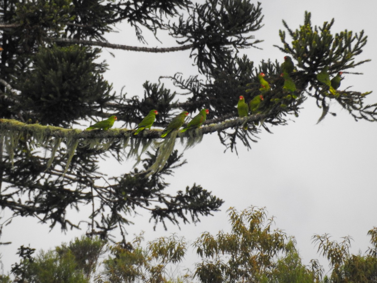 Red-spectacled Amazon - ML645610609