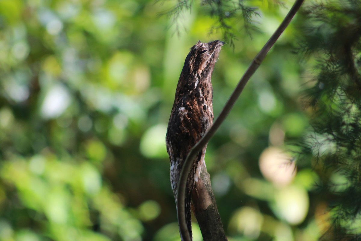 Common Potoo - ML645610610