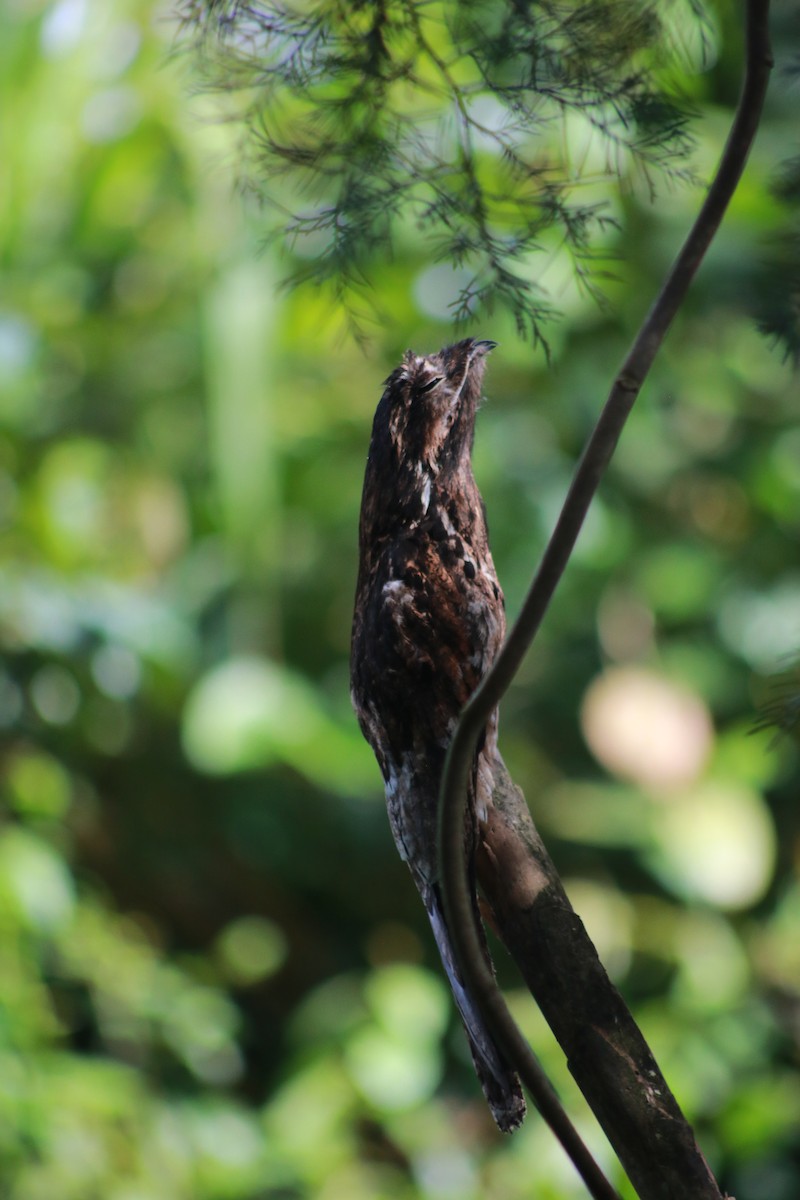 Common Potoo - ML645610611