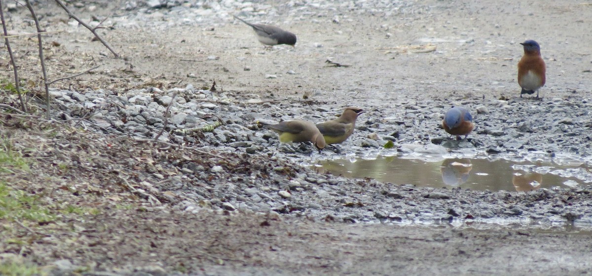 Cedar Waxwing - ML645610612