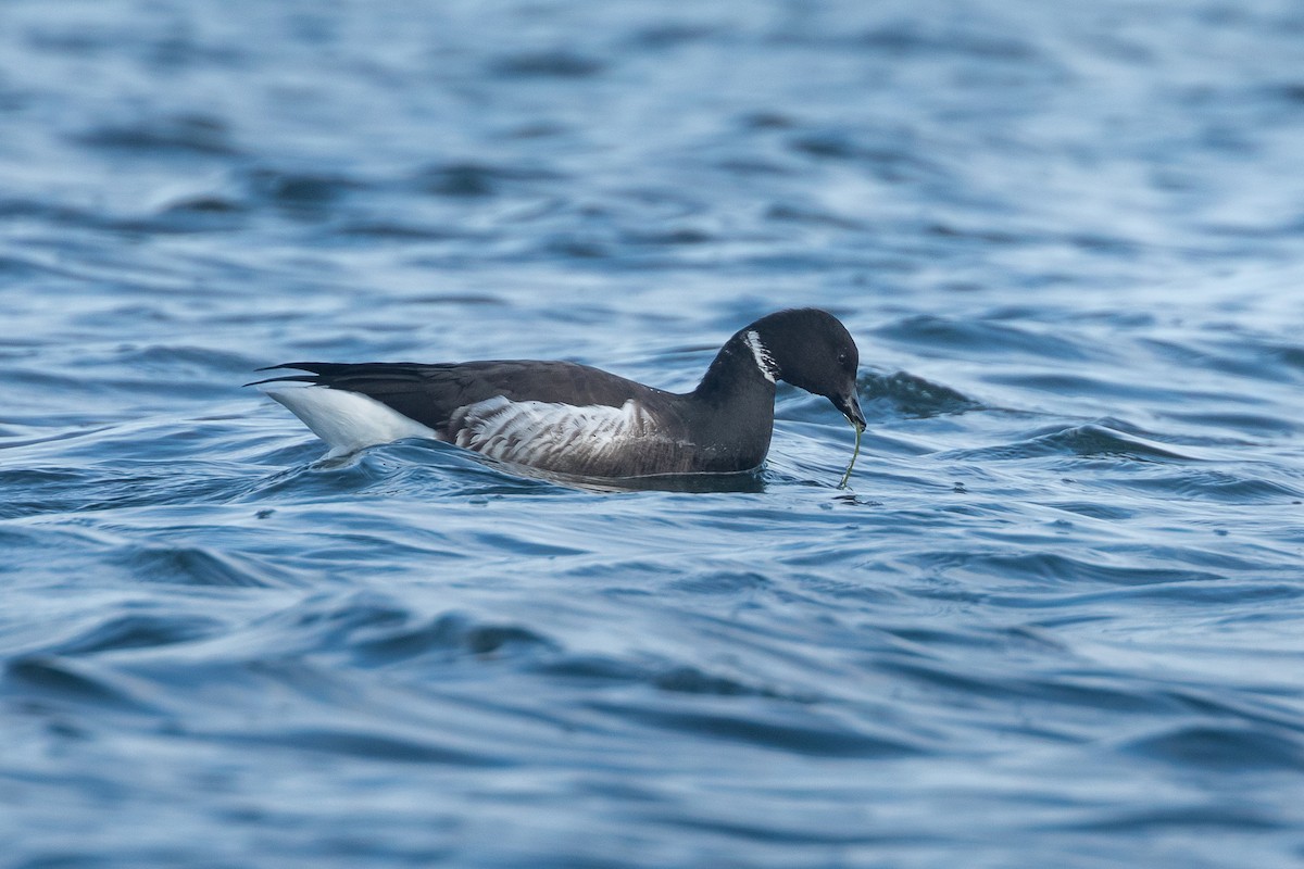 Brant (Black) - ML645610617