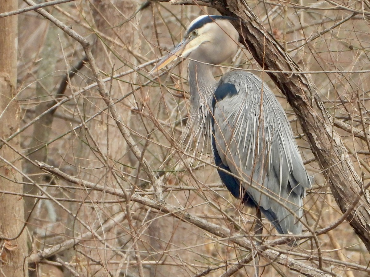 Great Blue Heron - ML645610618
