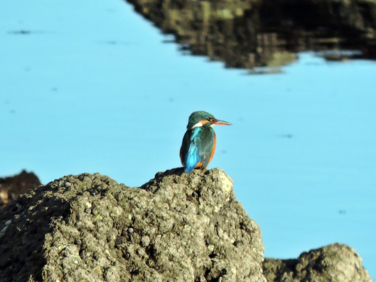 Common Kingfisher - ML645610620