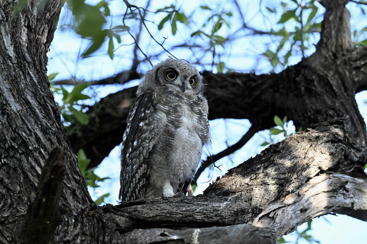 Spotted Eagle-Owl - ML645610621