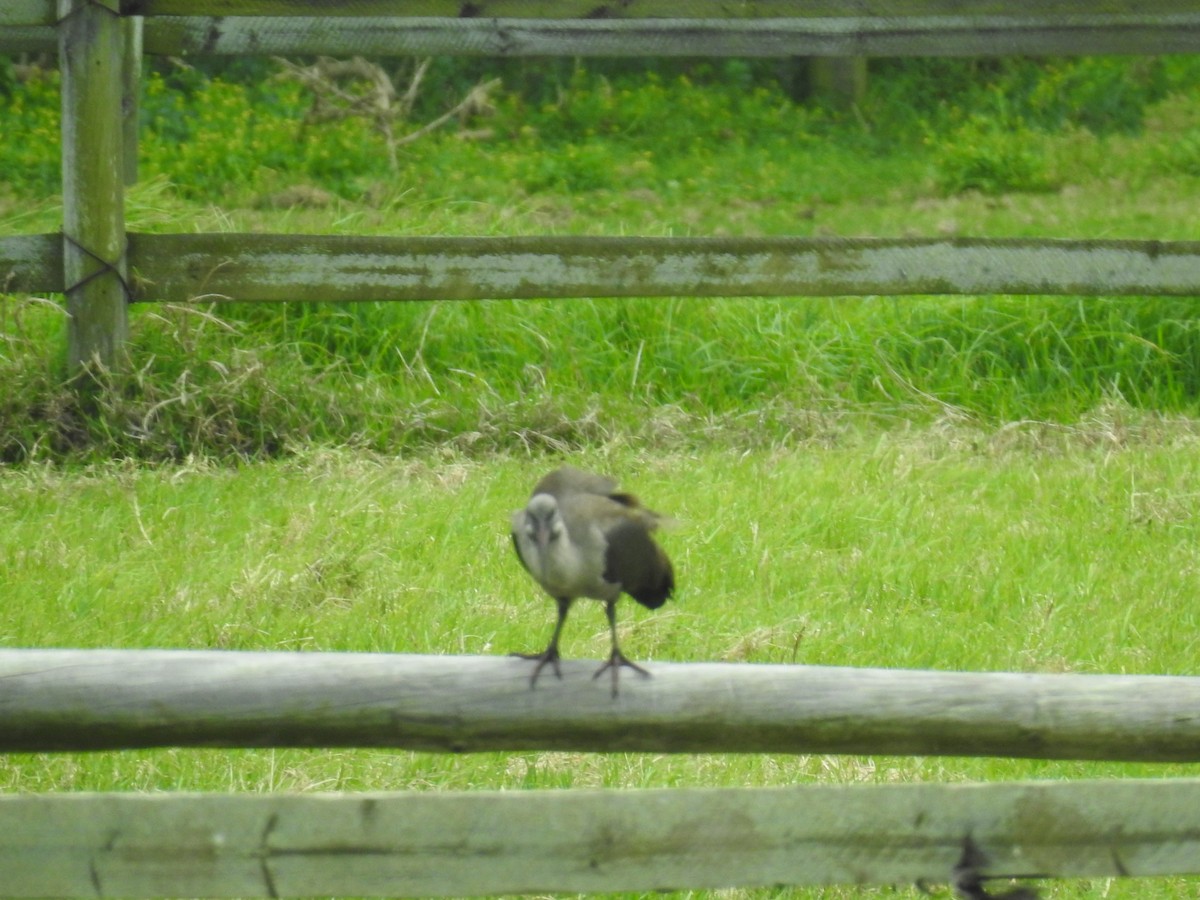 Hadada Ibis - ML645610622