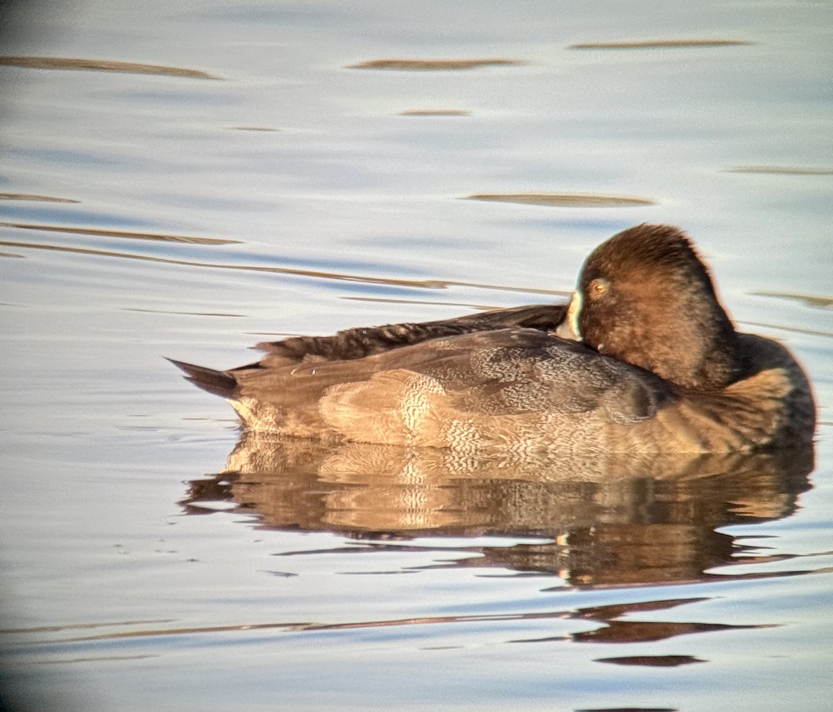 Lesser Scaup - ML645610624