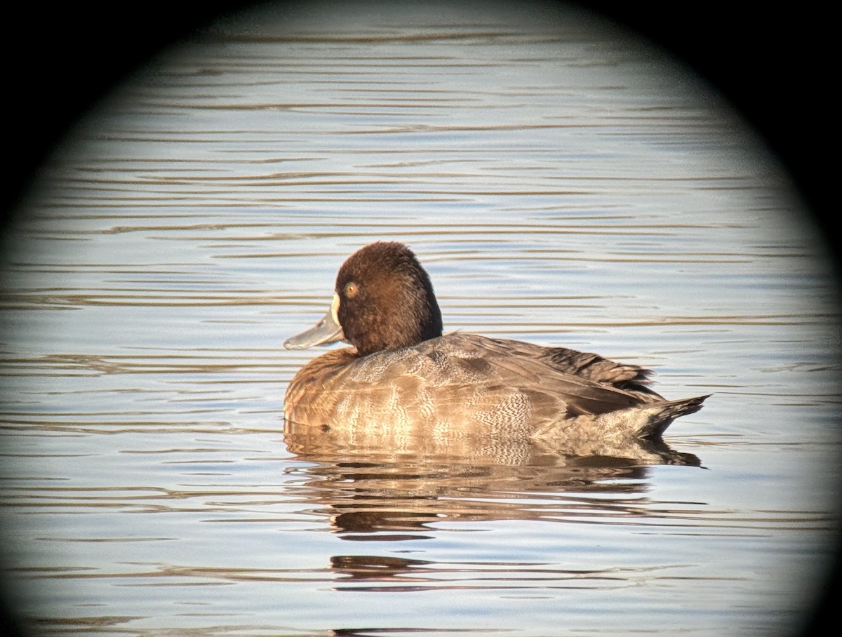Lesser Scaup - ML645610625