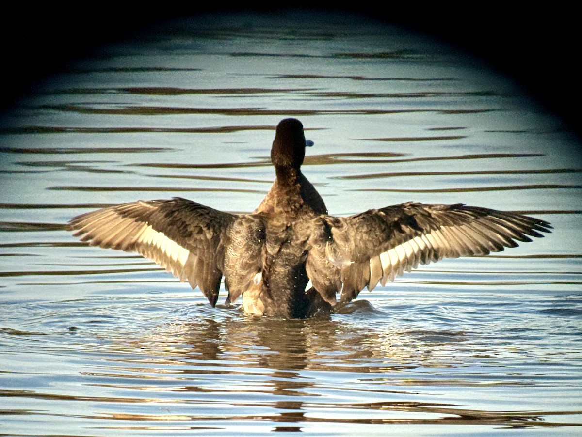 Lesser Scaup - ML645610626