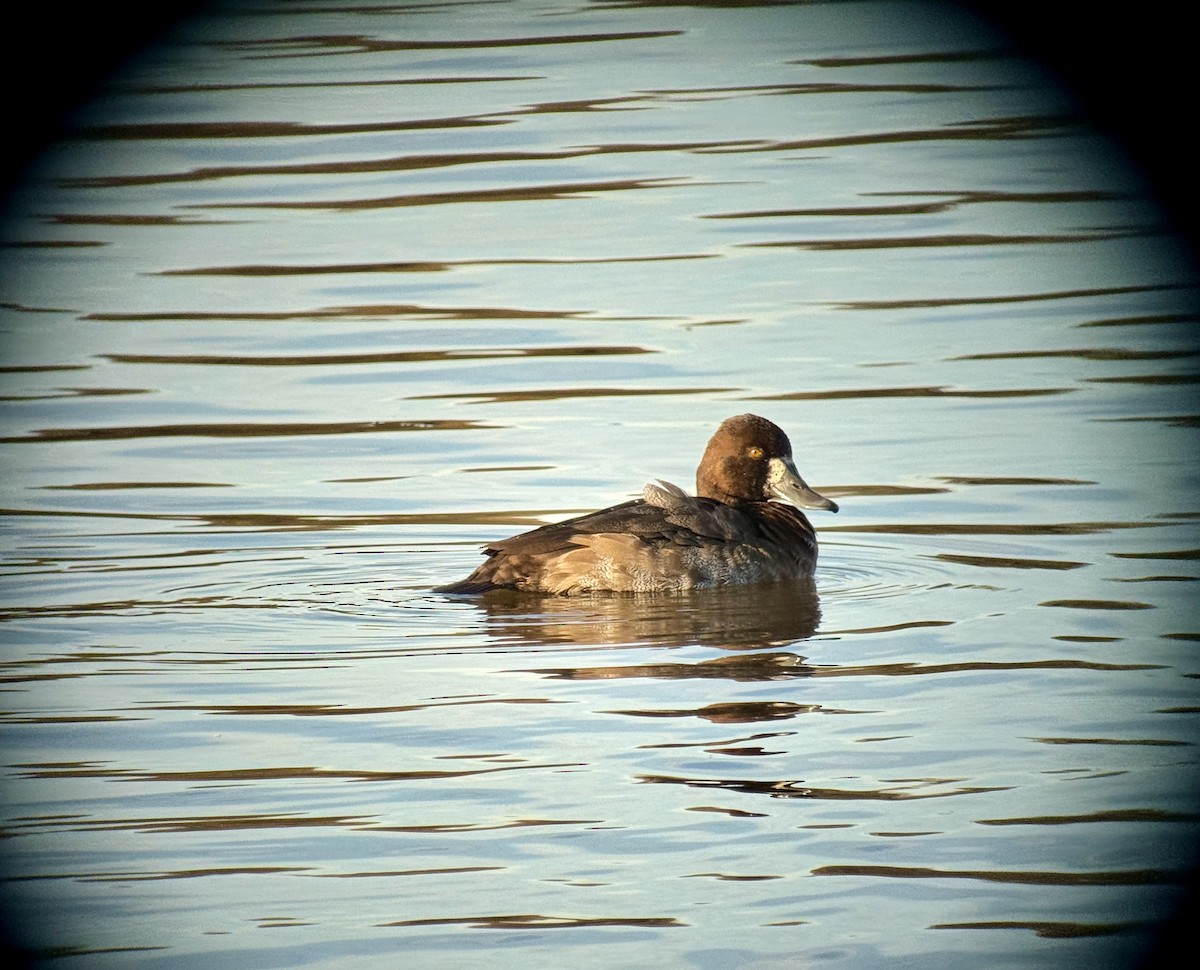 Lesser Scaup - ML645610627