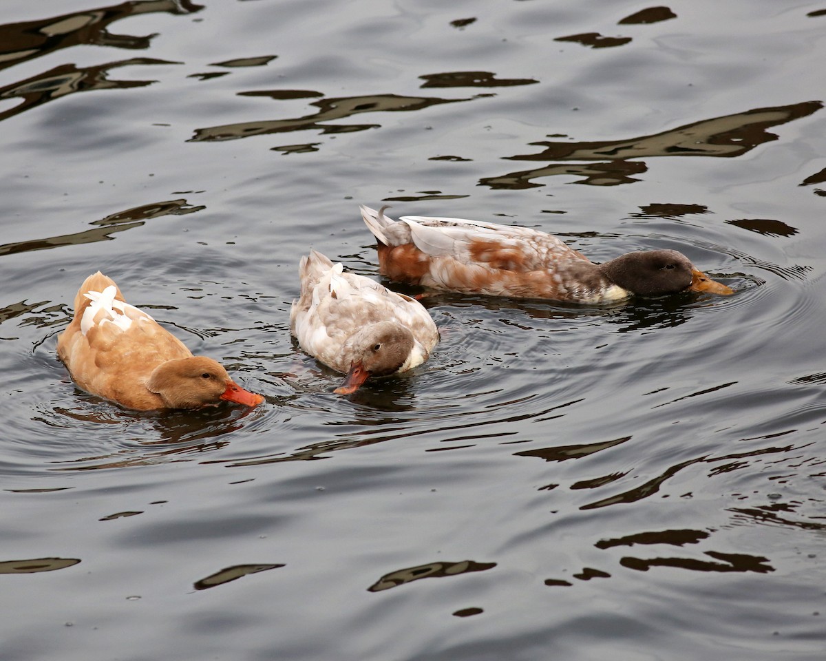 Mallard (Domestic type) - ML645610628